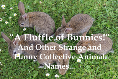 A Fluffle of Bunnies! And Other Strange and Funny Collective Animal Names...