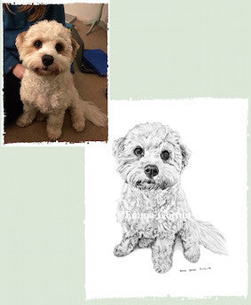 Charcoal Portrait of Bailey Boo The Cavachon - From Start to Finish