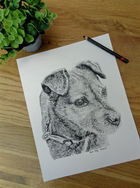 Charcoal Portrait of Benjy the Border Terrier - From Start to Finish