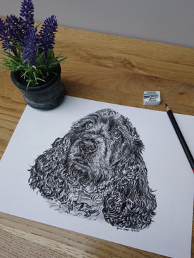 Charcoal Portrait of Cally the Cocker Spaniel - From Start to Finish