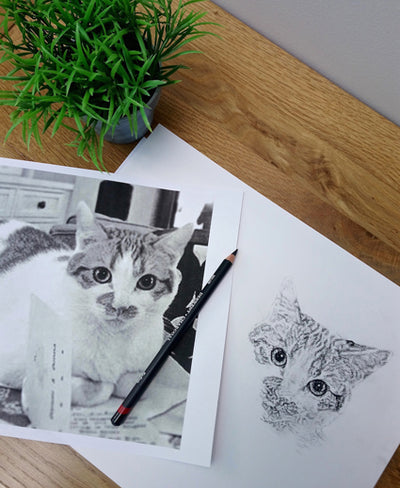 Charcoal Portrait of Pumpkin the Cat - From Start to Finish