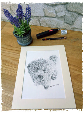 Charcoal Portrait of Pom Bear - From Start to Finish