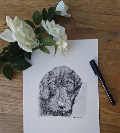 Charcoal Portrait of Sparrow the Wire Haired Dachshund - From Start to Finish